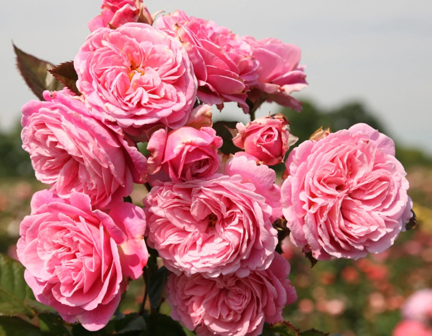 Parfuma® Summer Romance™ - Kordes® Roses - Image 2