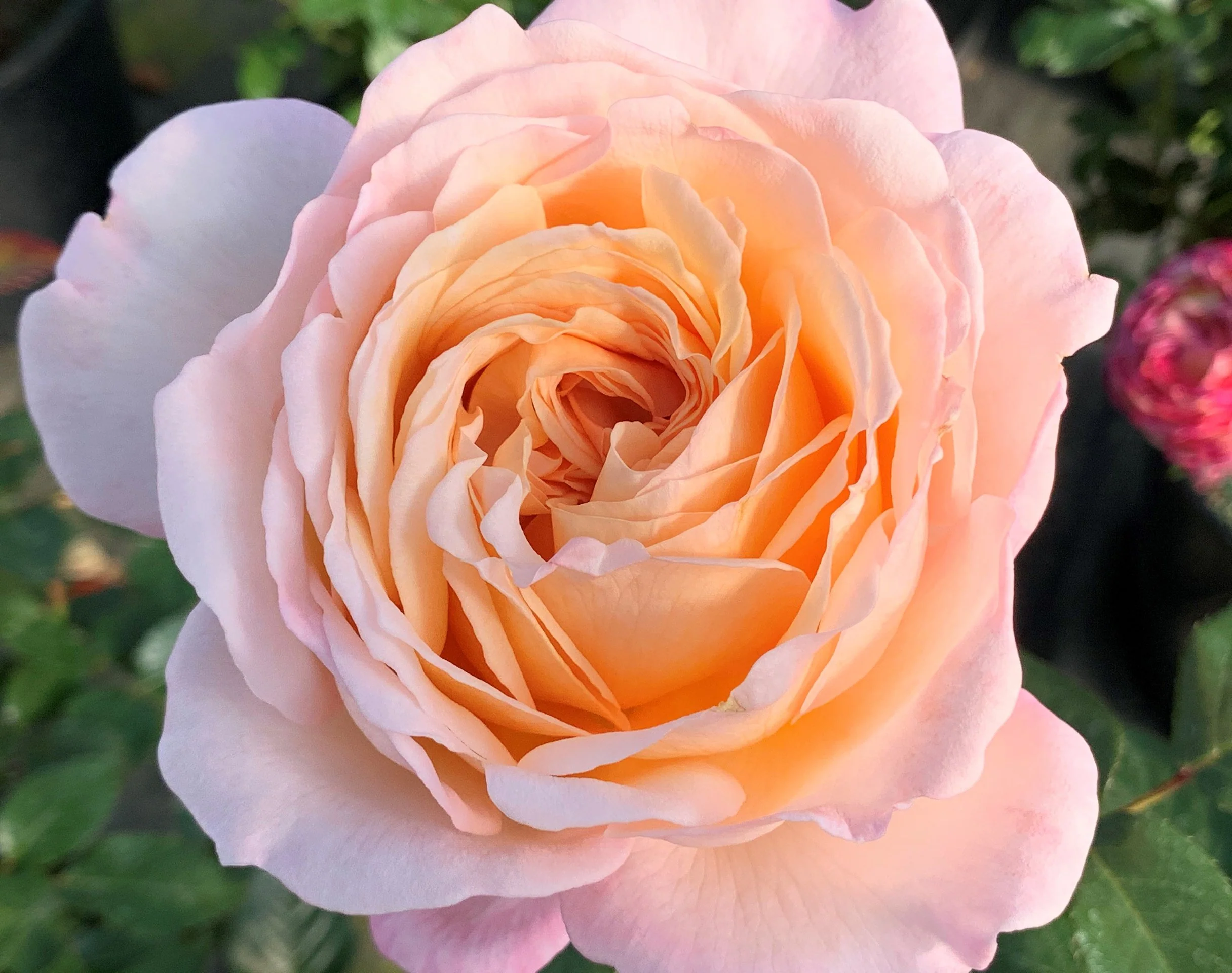 Parfuma® Sunrise - Kordes® Roses