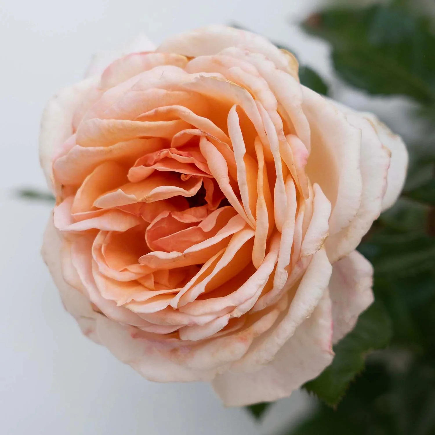 Parfuma® Sunrise - Kordes® Roses - Image 2