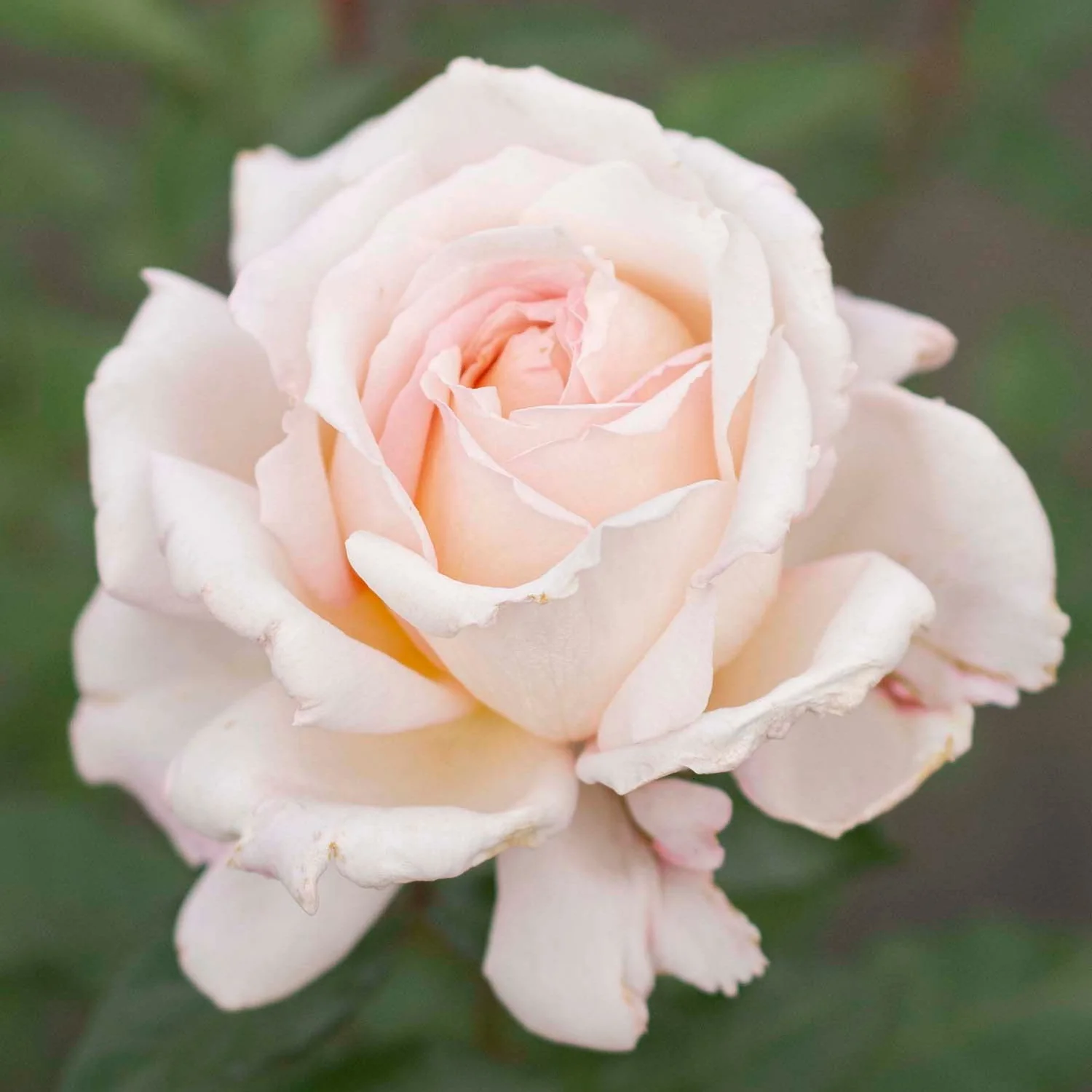 Parfuma® Sunrise - Kordes® Roses - Image 3