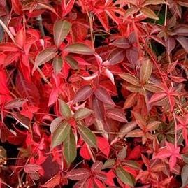 Parthenocissus Henryana - Image 2