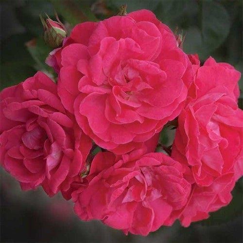 Party Hardy - Weeks Rose - Image 2