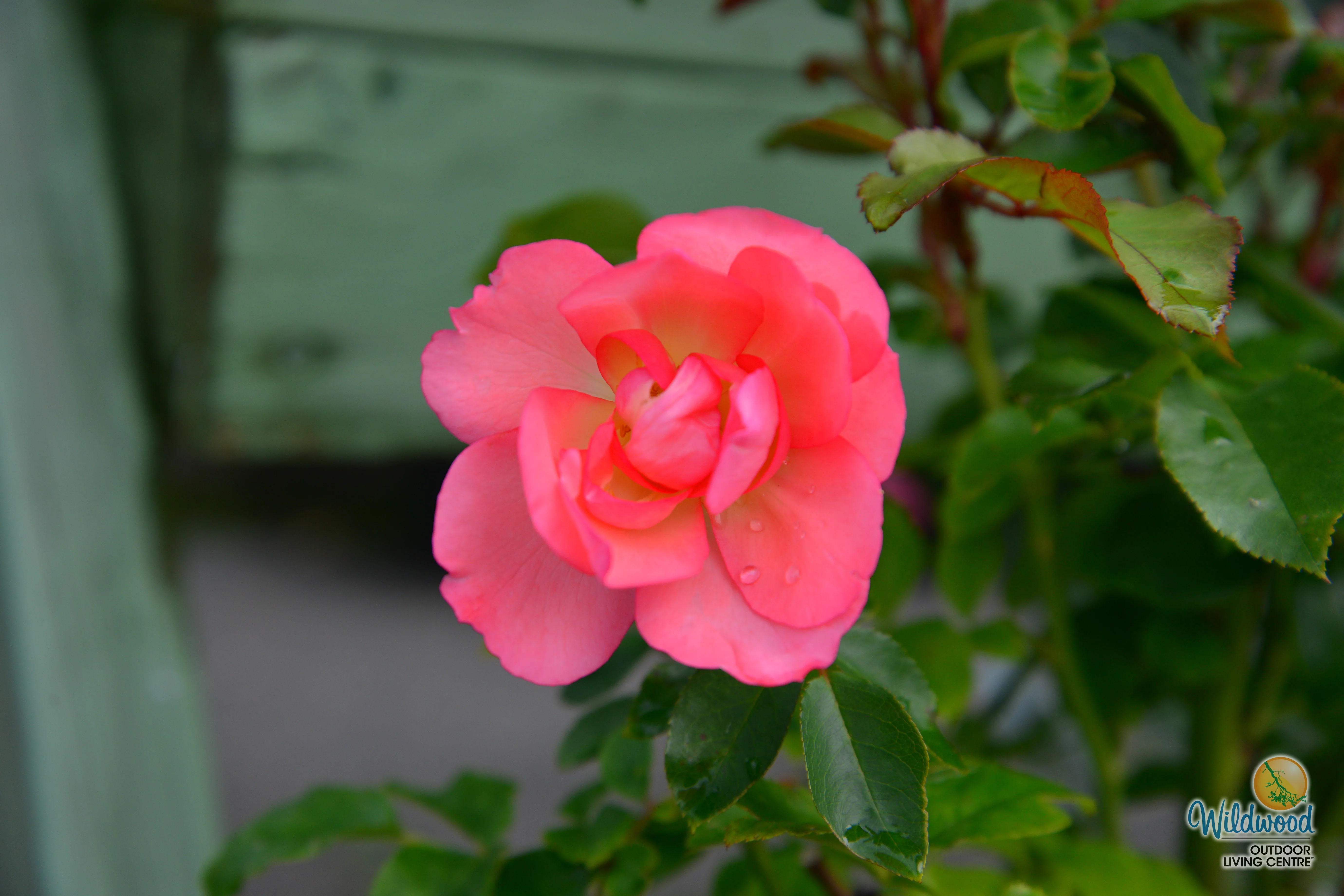 Passionate Kisses® - Star Roses and Plants - Image 2