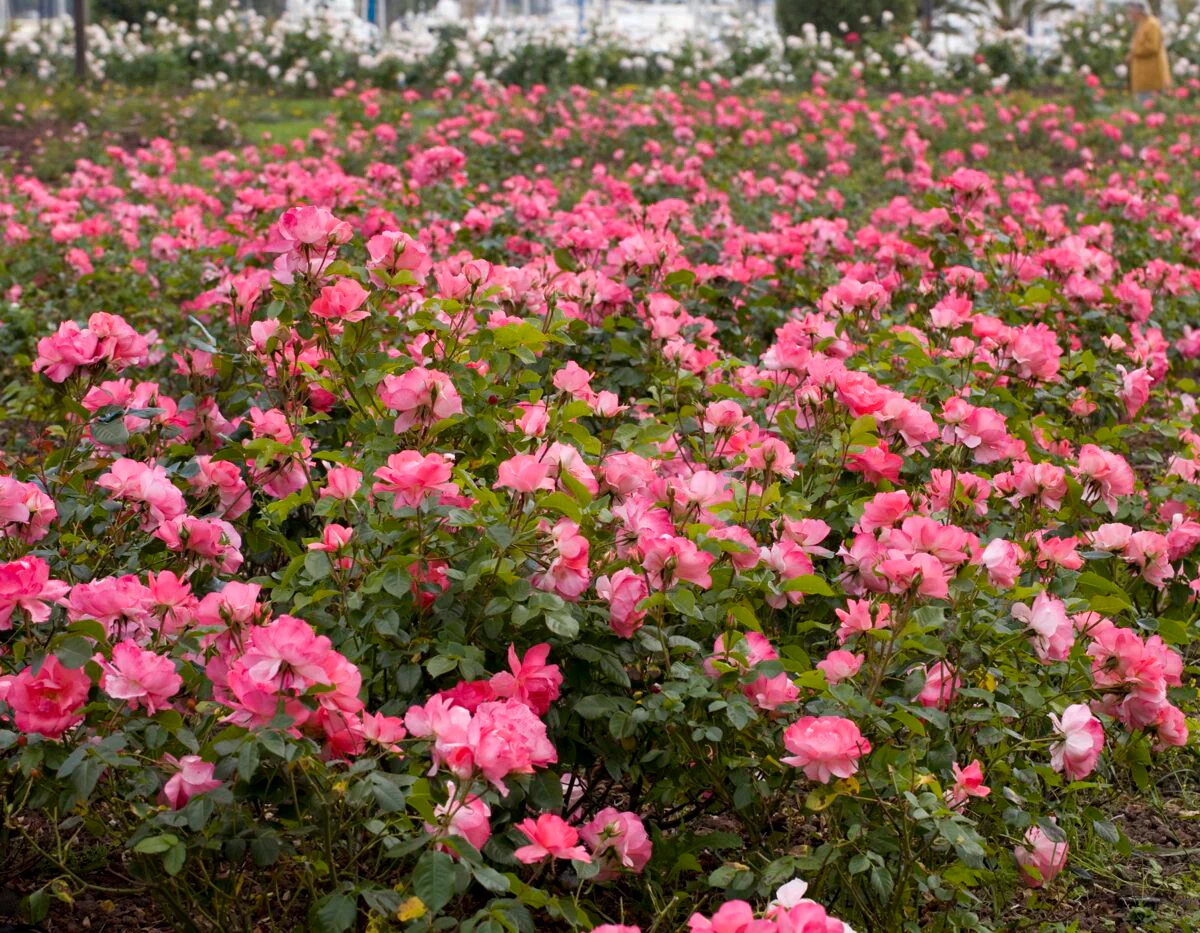 Passionate Kisses® - Star Roses and Plants - Image 3