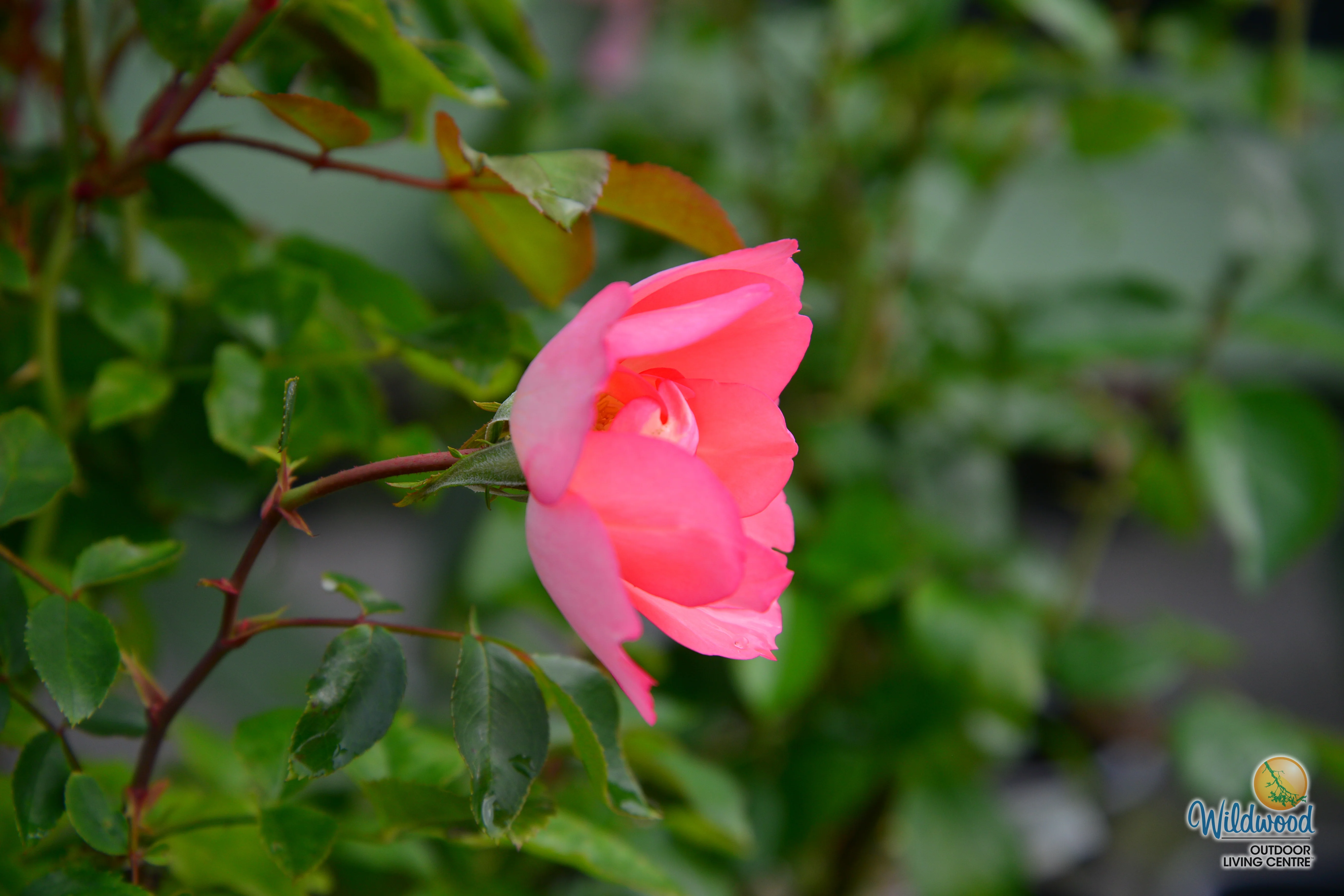Passionate Kisses® - Star Roses and Plants - Image 4