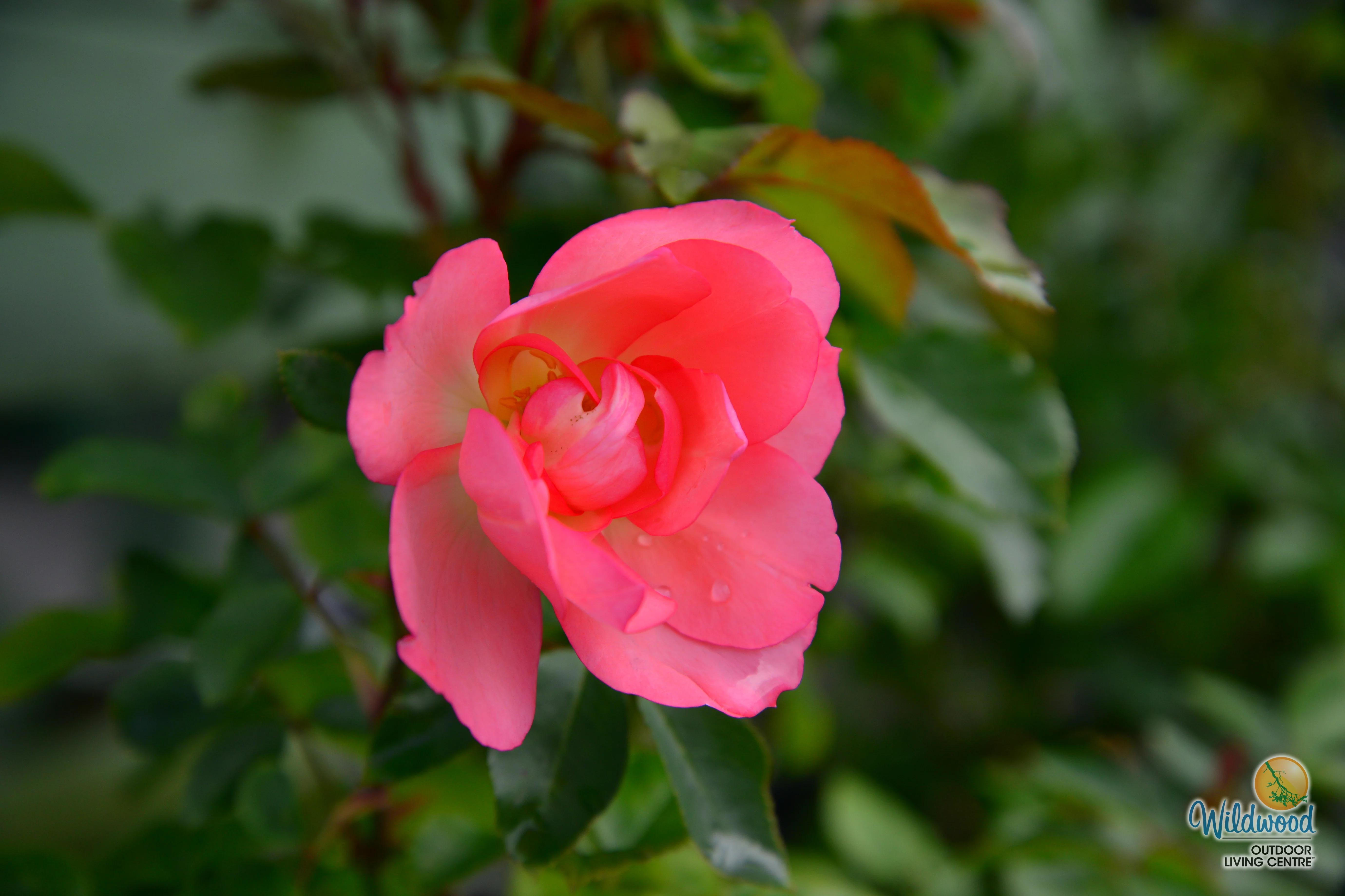 Passionate Kisses® - Star Roses and Plants - Image 5