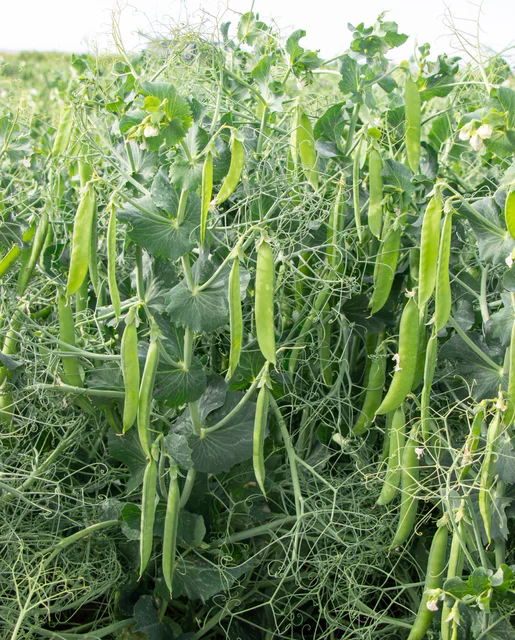 Organic Shelling Pea PLS 595 - West Coast Seeds - Image 2