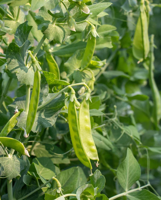 Organic Pea Snow Oregon Sugar Pod II - West Coast Seeds - Image 2