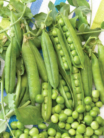 Peas Early Perfection International - Aimers Seeds - Image 2