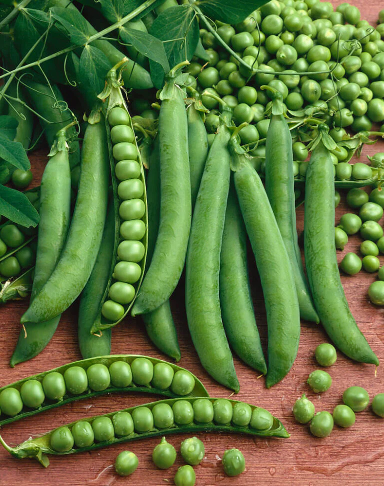 Peas Green Arrow Large - Ontario Seed Company