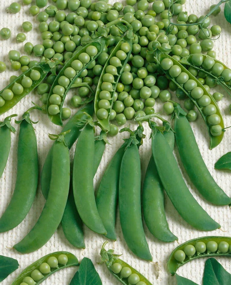 Peas Homesteader or Lincoln Large - Ontario Seed Company