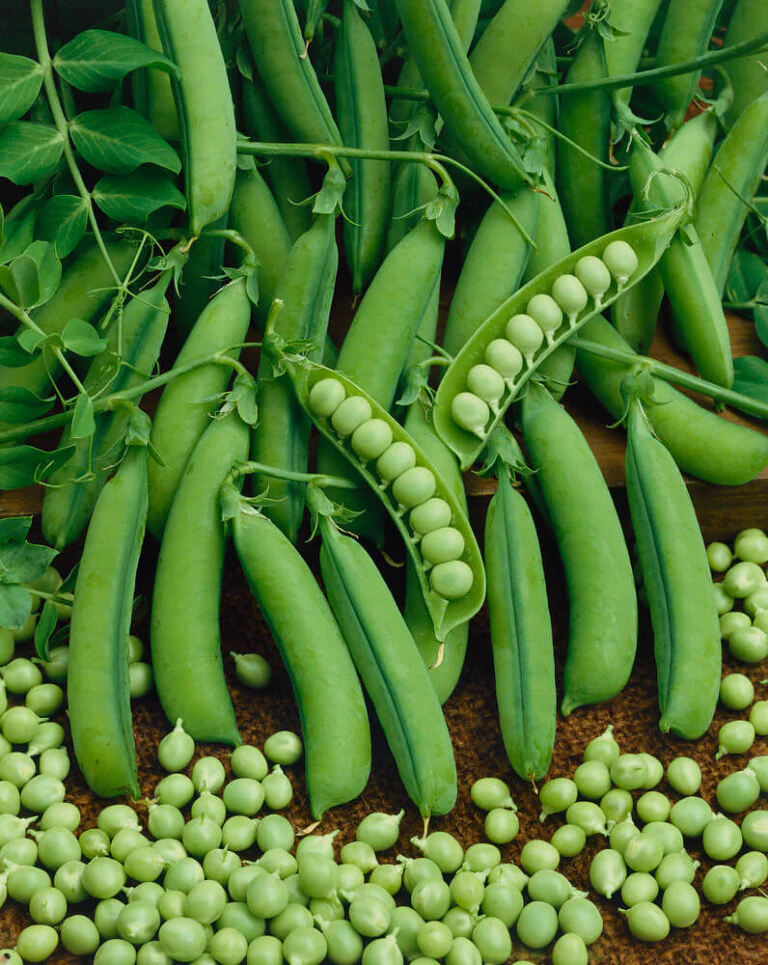 Peas Little Marvel Jumbo - Ontario Seed Company - Image 3
