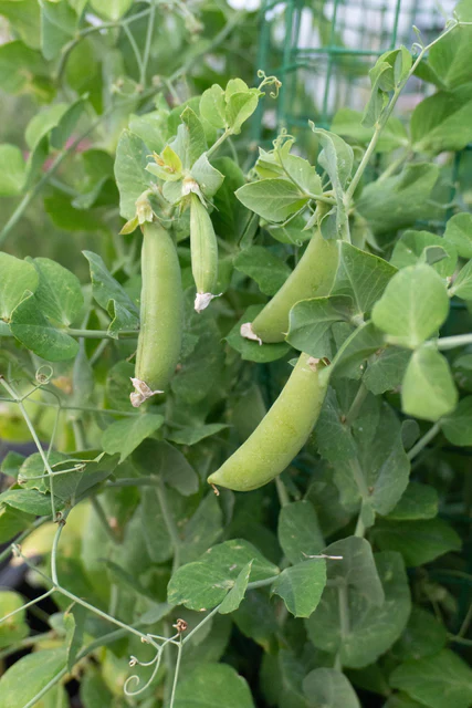 Peas Little Snappea Crunch - West Coast Seeds - Image 2