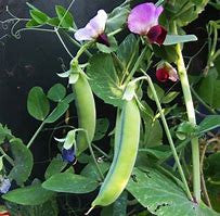 Peas Snow Dwarf Grey Sugar (Large) - Pacific Northwest Seeds