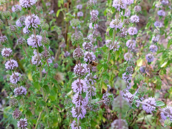 Pennyroyal - Eagleridge Seeds