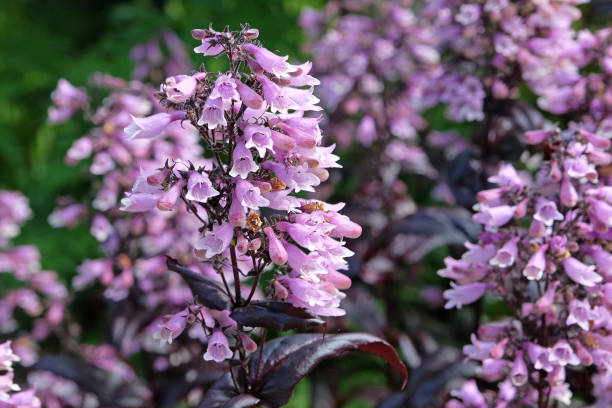 Penstemon - Dakota Burgundy, 1 Pack - Image 2