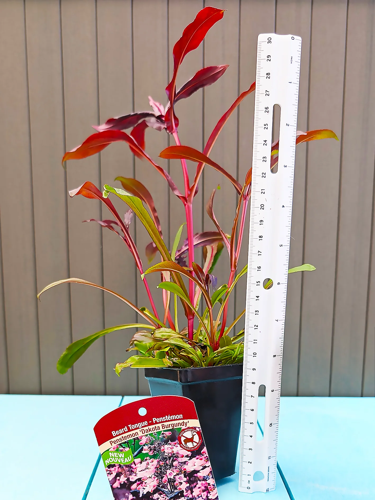 Penstemon - Dakota Burgundy, 1 Pack - Image 3