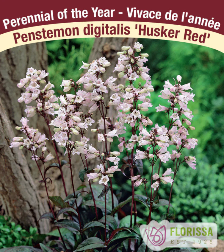Penstemon - Husker Red, 1 Pack
