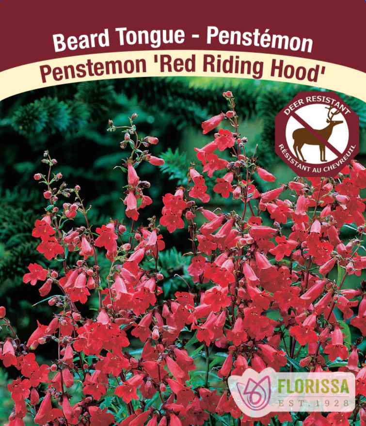 Penstemon - Red Riding Hood, 1 Pack