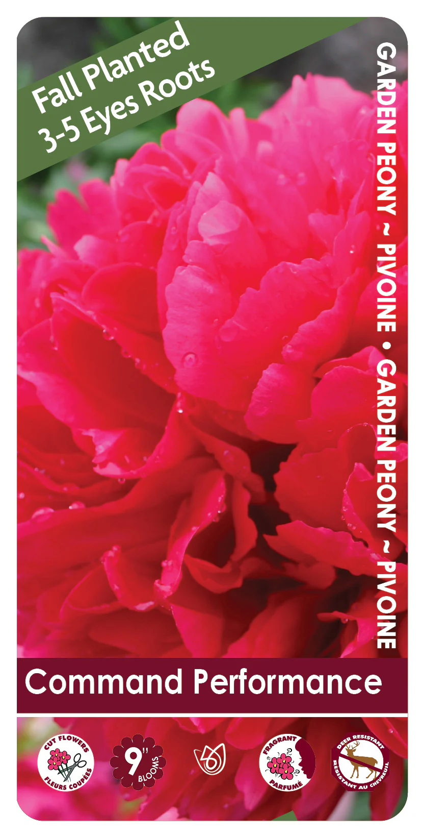 Peony - Command Performance | Fall Planting Roots