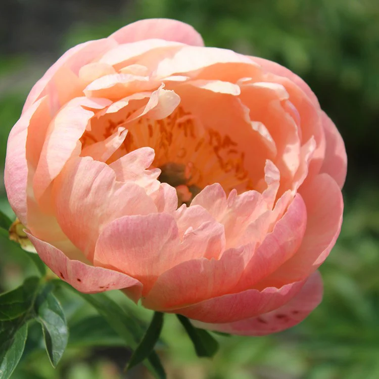 Peony - Coral Sunset | Fall Planting Roots