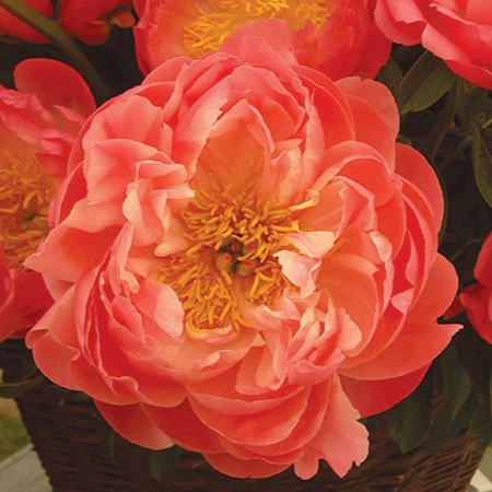 Peony - Coral Sunset | Fall Planting Roots - Image 2