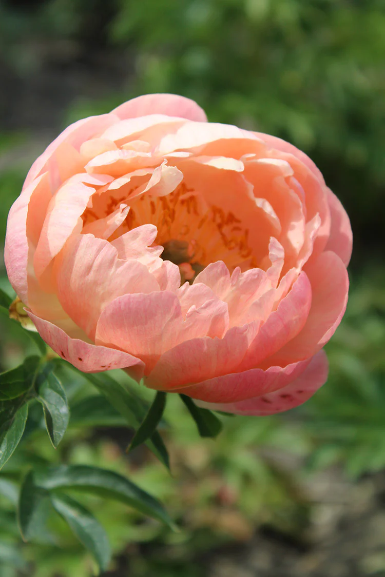 Peony - Coral Sunset | Fall Planting Roots - Image 3