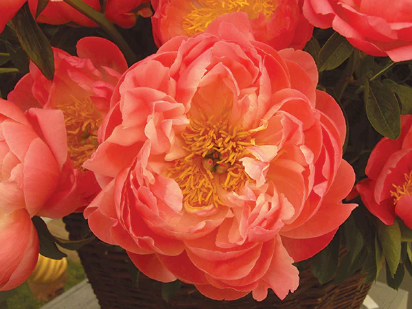 Peony - Coral Sunset | Fall Planting Roots - Image 4
