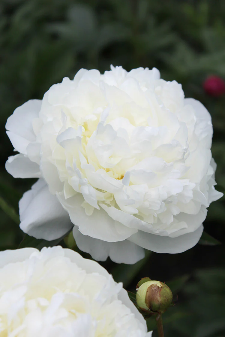 Peony - Duchesse de Nemours | Fall Planting Roots - Image 2