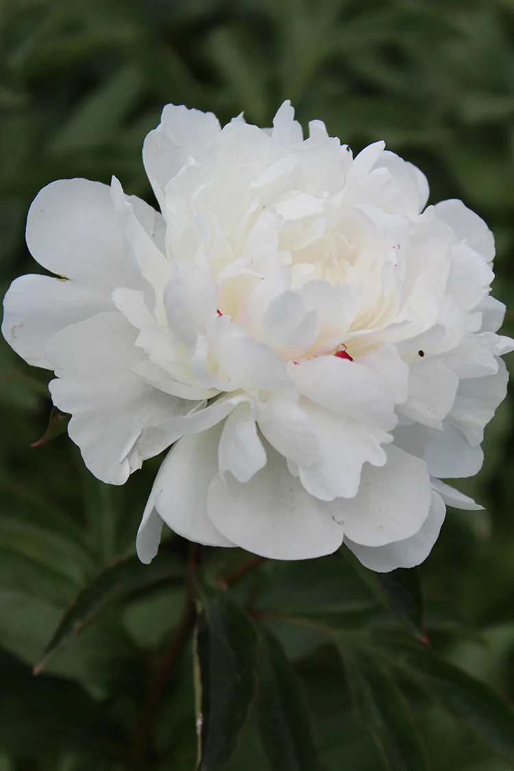 Peony - Festiva Maxima | Fall Planting Roots - Image 2