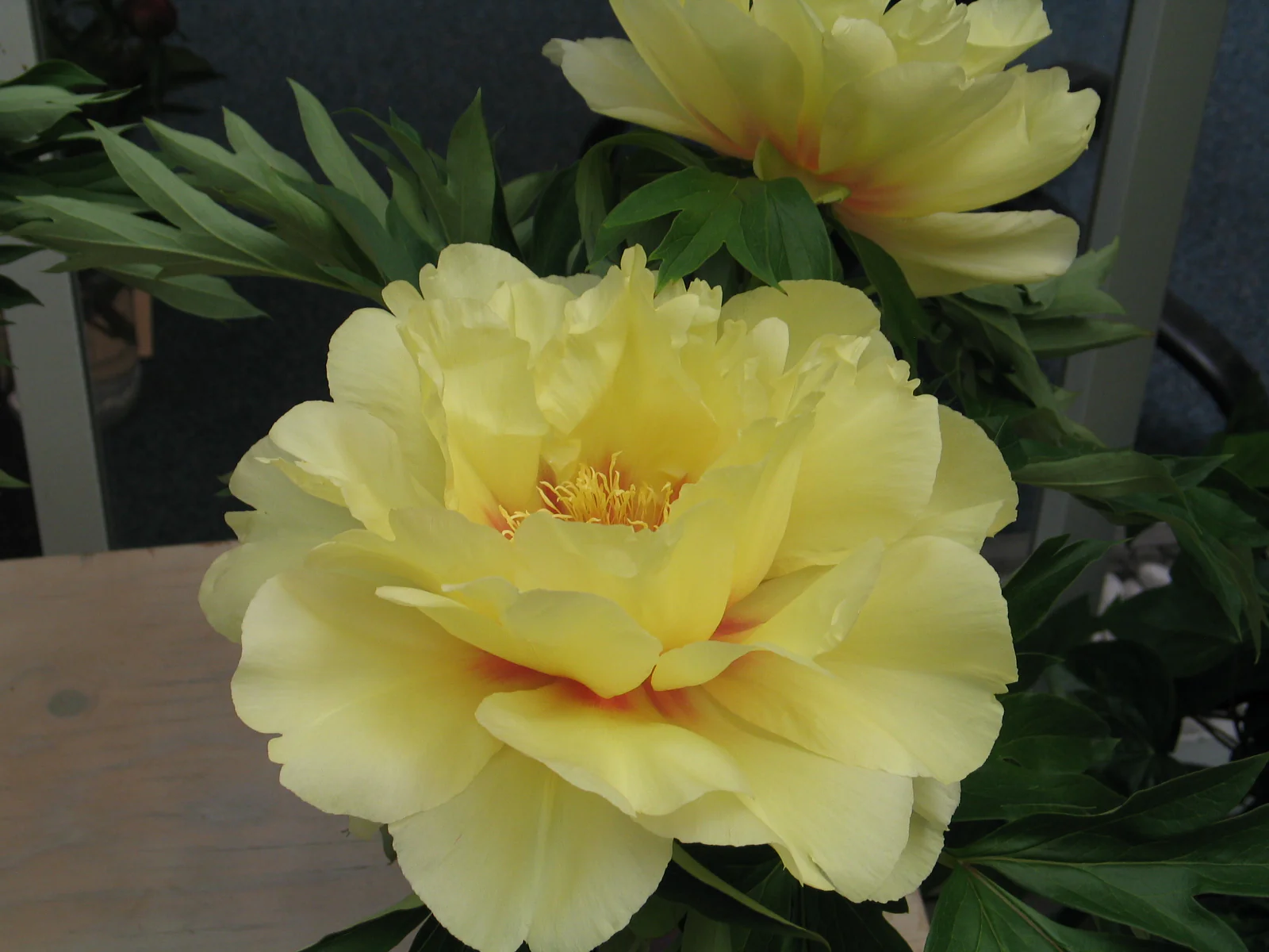 Peony Itoh - Bartzella - Image 3