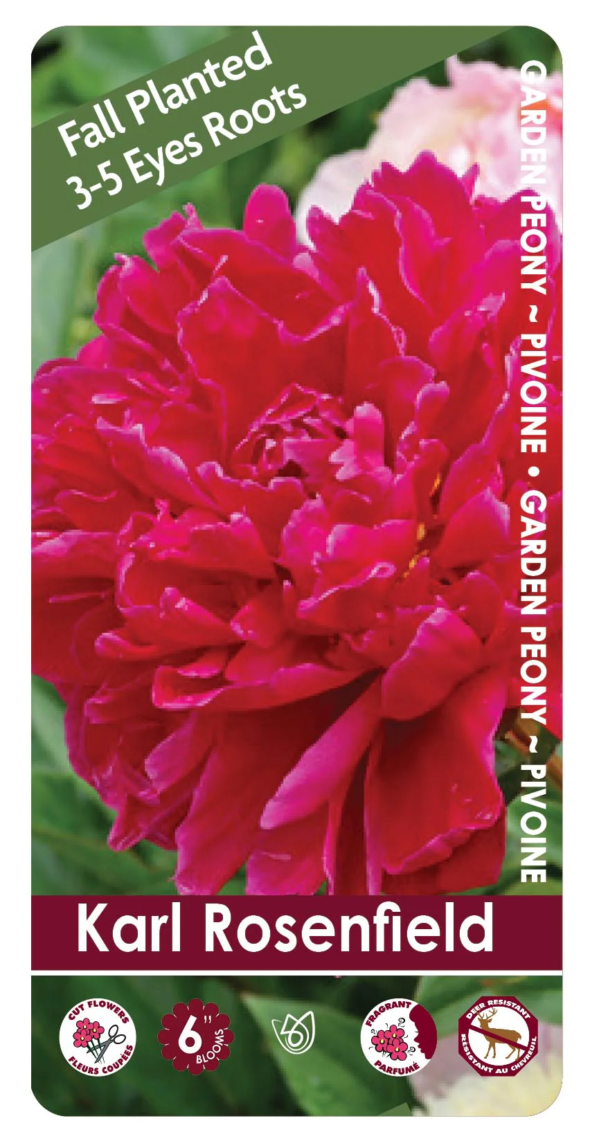Peony - Karl Rosenfield | Fall Planting Roots - Image 2