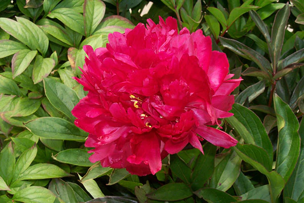 Peony - Karl Rosenfield | Fall Planting Roots - Image 3