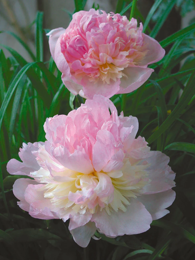 Peony - Raspberry Sundae | Fall Planting Roots - Image 2