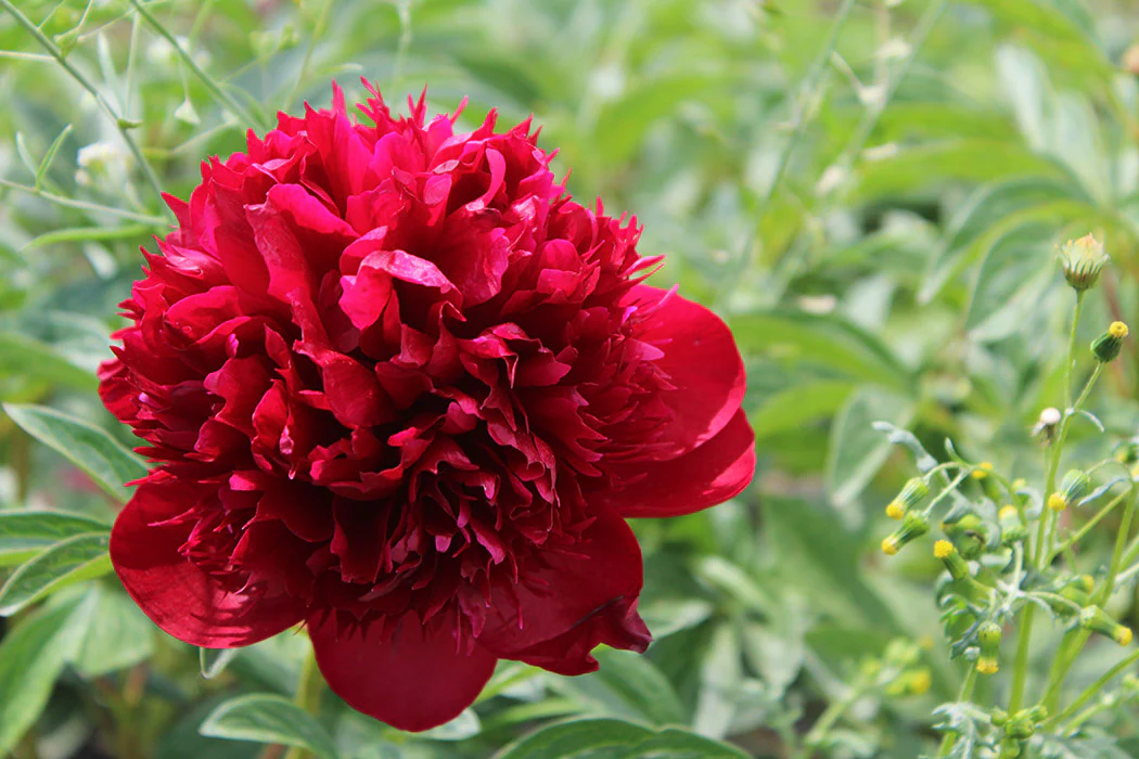 Peony - Red Charm | Fall Planting Roots - Image 2