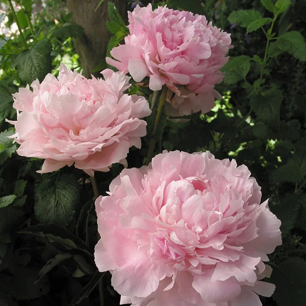 Peony - Sarah Bernhardt | Fall Planting Roots