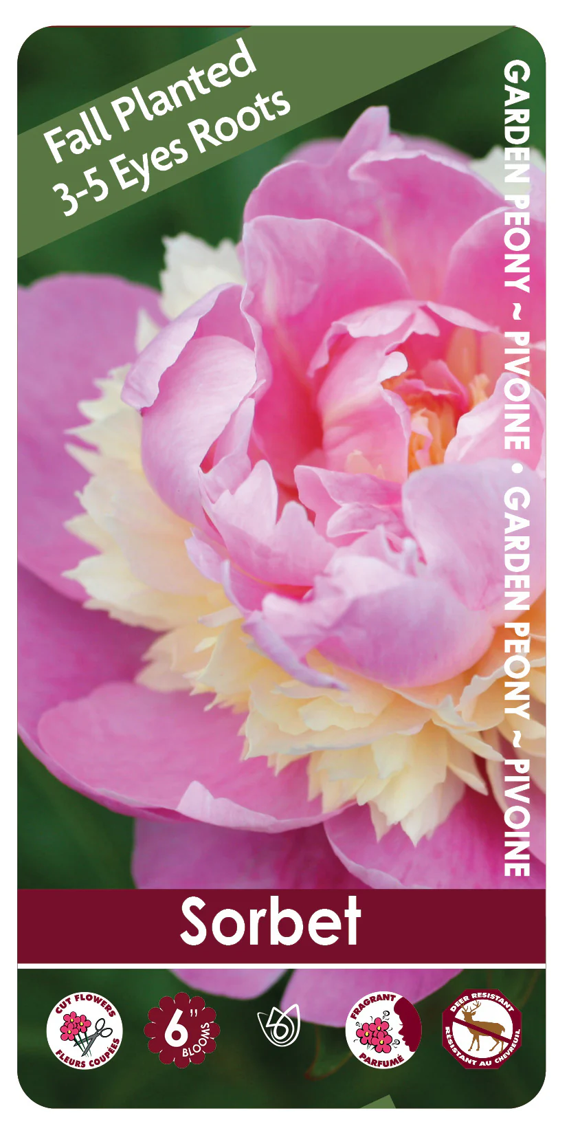 Peony - Sorbet | Fall Planting Roots - Image 2