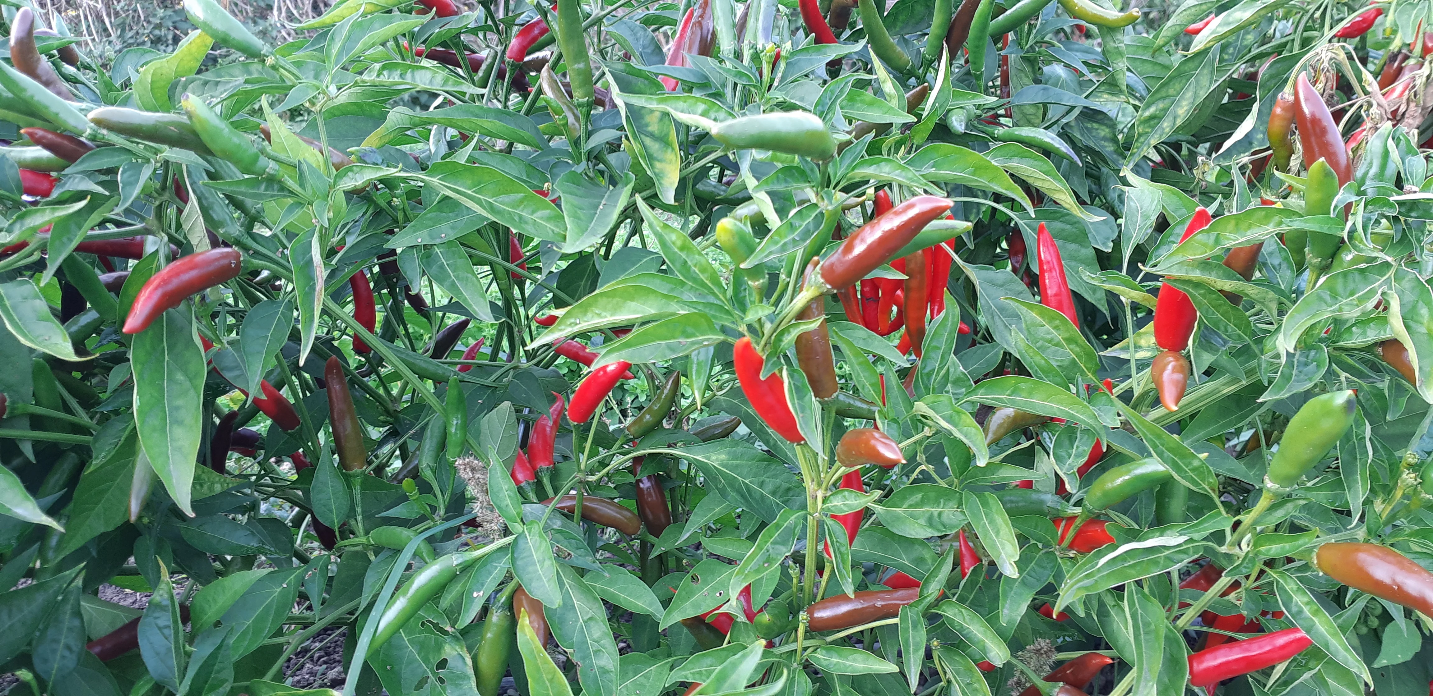 Pepper Adaptive Early Thai - Saanich Organics