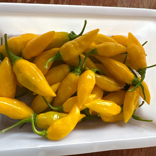 Pepper Aji Limon - Eagleridge Seeds - Image 2
