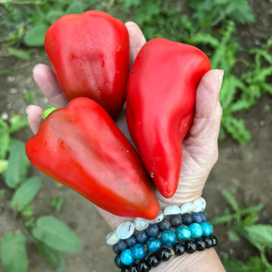 Pepper Apple Sweet Pimento - Eagleridge Seeds