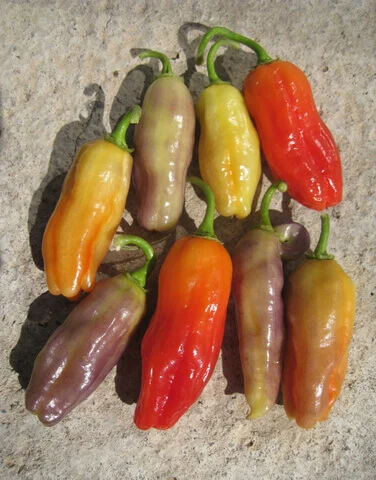 Pepper Aroma Chili International - Aimers Seeds - Image 2