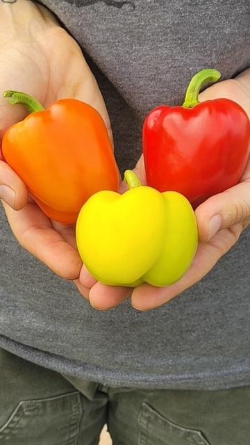 Pepper Prism - West Coast Seeds - Image 2