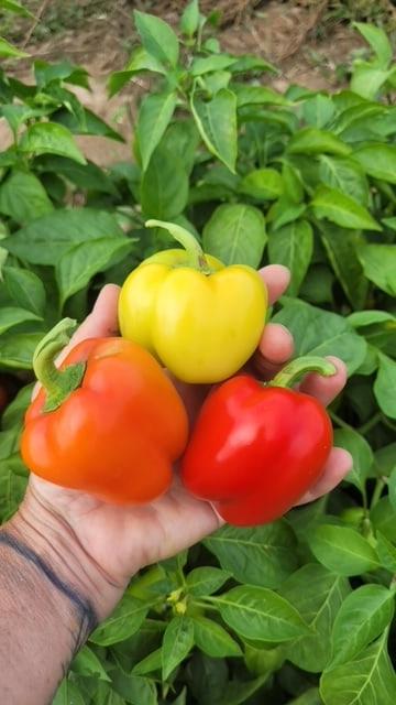 Pepper Prism - West Coast Seeds - Image 3