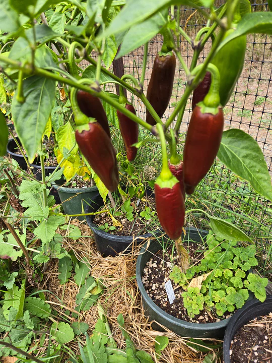 Pepper Brown Jalapeno - Eagleridge Seeds