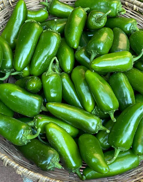 Pepper Chile Bubba - Renee's Garden - Image 2