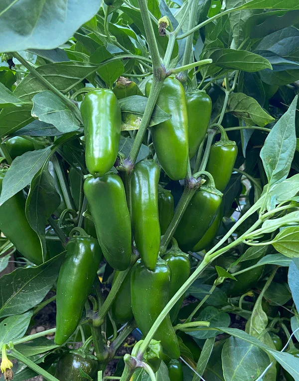 Pepper Chile Bubba - Renee's Garden - Image 3