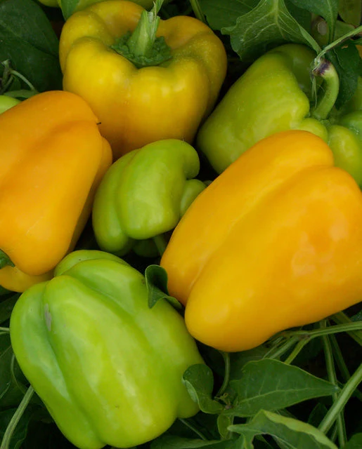 Pepper Flavorburst - West Coast Seeds - Image 2