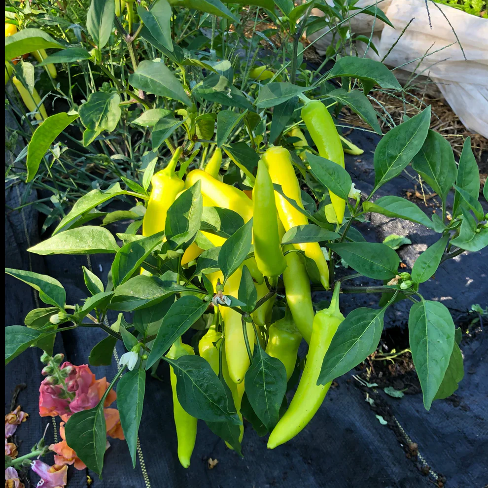 Pepper Hungarian Hot Wax - Saanich Organics