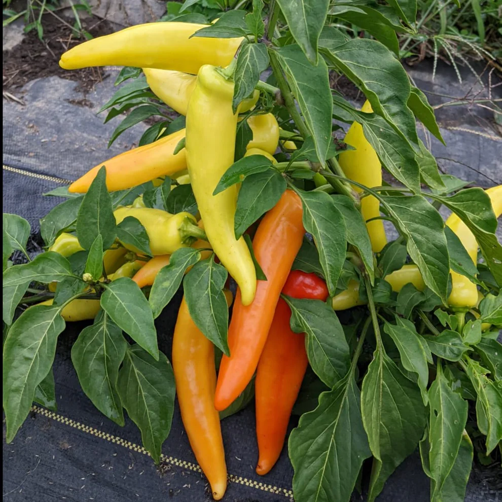 Pepper Hungarian Hot Wax - Saanich Organics - Image 2