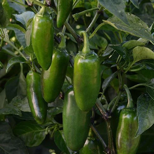 Pepper Jalapeno Early Hot - Saanich Organics